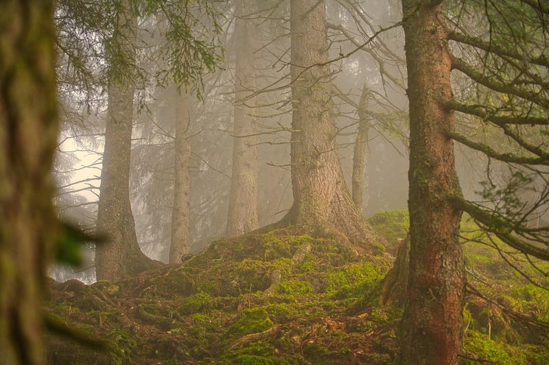 Sunlight streaming through trees
